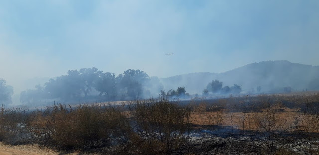 Περίπου 50 στρέμματα κάηκαν κοντά στην Παλαιομάνινα – Ελέγχεται η φωτιά - Φωτογραφία 10