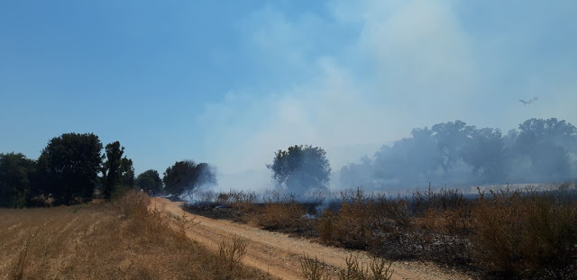 Περίπου 50 στρέμματα κάηκαν κοντά στην Παλαιομάνινα – Ελέγχεται η φωτιά - Φωτογραφία 4