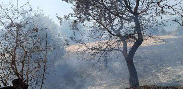 Περίπου 50 στρέμματα κάηκαν κοντά στην Παλαιομάνινα – Ελέγχεται η φωτιά - Φωτογραφία 7