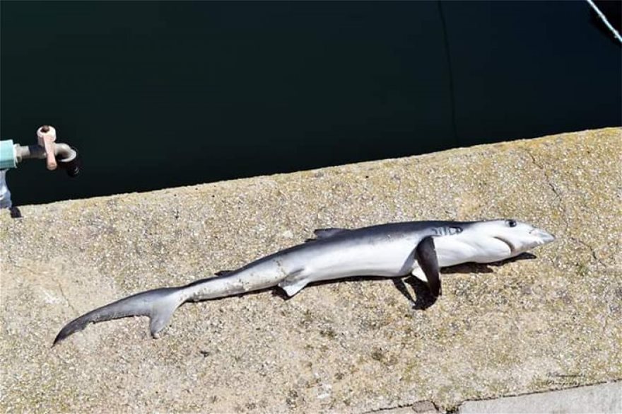 Μικρός καρχαρίας εντοπίστηκε στο λιμάνι - Φωτογραφία 3