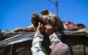 SOS για την αφρικανική πανώλη των χοίρων: Έκτακτη πρόσληψη 46 κτηνιάτρων