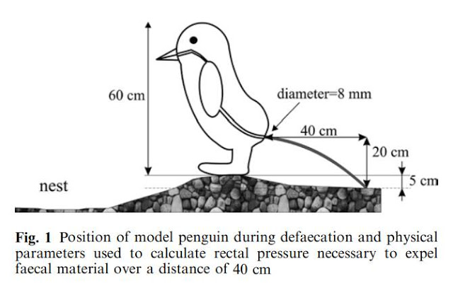 Η επιστημονική αφόδευση των πιγκουίνων - Φωτογραφία 1