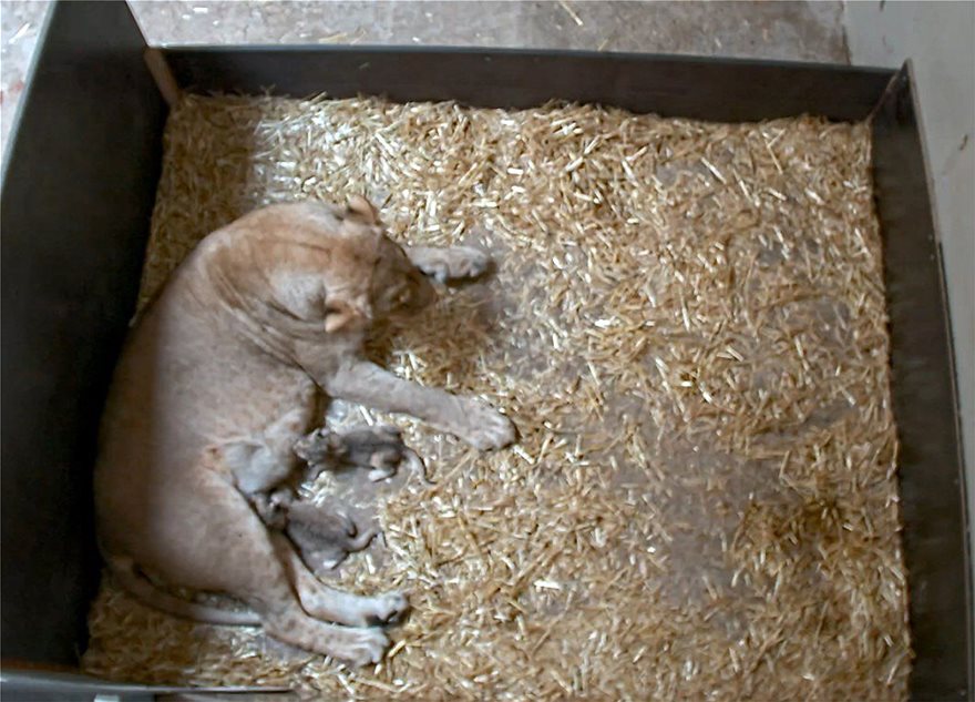 Λέαινα έφαγε τα νεογέννητα μωρά της σε ζωολογικό κήπο - Φωτογραφία 2