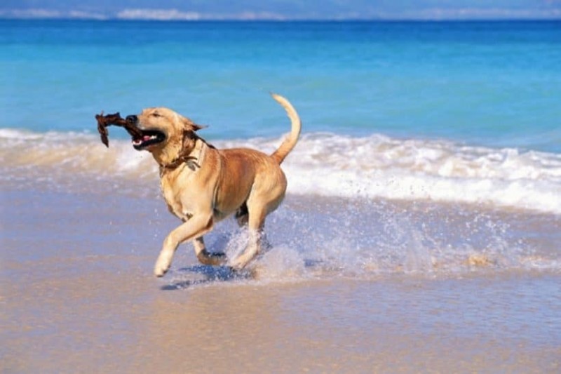 ΑΡΤΕΜΙΔΑ: Αυτές είναι οι pet friendly παραλίες για εσάς και τον σκύλο σας! - Φωτογραφία 1