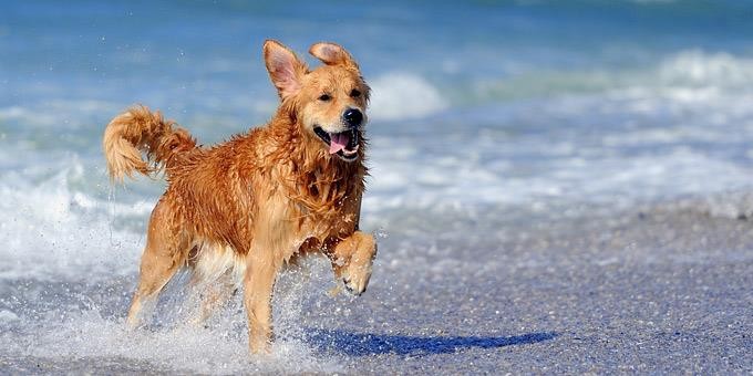 ΑΡΤΕΜΙΔΑ: Αυτές είναι οι pet friendly παραλίες για εσάς και τον σκύλο σας! - Φωτογραφία 2