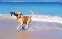 ΑΡΤΕΜΙΔΑ: Αυτές είναι οι pet friendly παραλίες για εσάς και τον σκύλο σας!