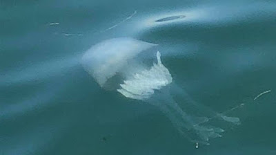 Γιατί τα θαλάσσια ζώα τρώνε τα πλαστικά που βρίσκουν στην θάλασσα - Φωτογραφία 3