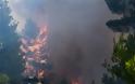 Εκτός ελέγχου η φωτιά στην Εύβοια - Εκκενώθηκαν τέσσερα χωριά - Φωτογραφία 5