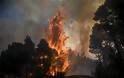 Εκτός ελέγχου η φωτιά στην Εύβοια - Εκκενώθηκαν τέσσερα χωριά - Φωτογραφία 6