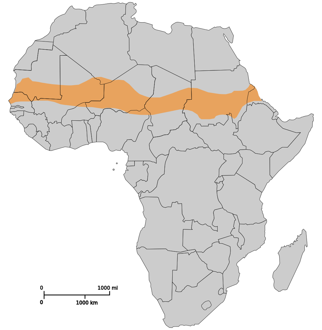 Μεγάλο Πράσινο Τείχος: 20 χώρες της Αφρικής σχεδιάζουν να φυτέψουν 200 εκ. δέντρα σε μήκος 6.000 χιλιομέτρων - Φωτογραφία 2