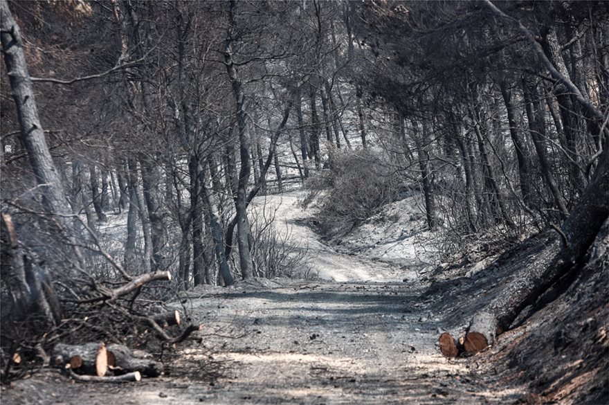 Εύβοια: Ασύλληπτη η καταστροφή που αφήνει πίσω της η φωτιά - Φωτογραφία 2