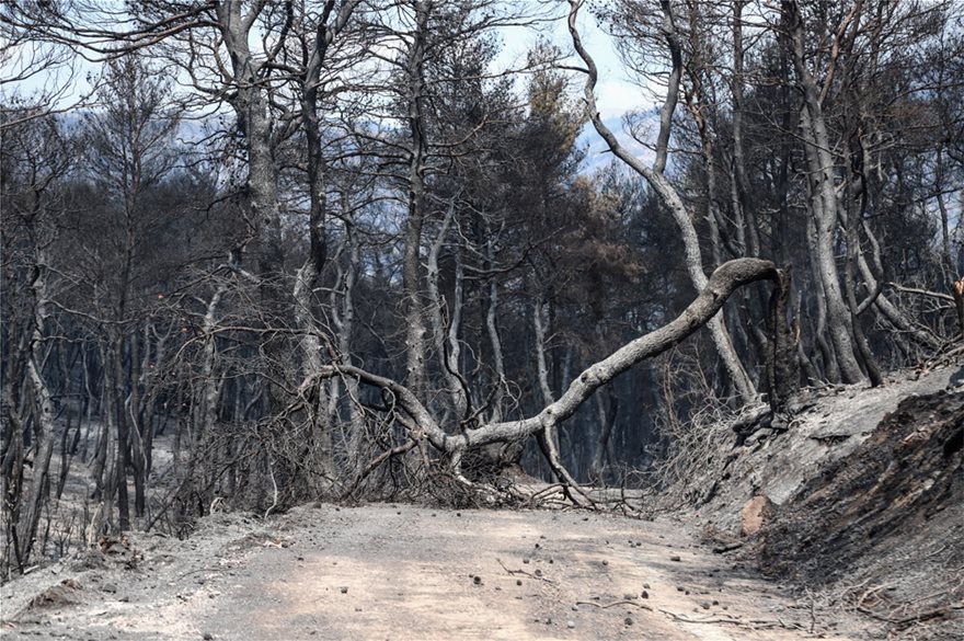 Εύβοια: Ασύλληπτη η καταστροφή που αφήνει πίσω της η φωτιά - Φωτογραφία 3
