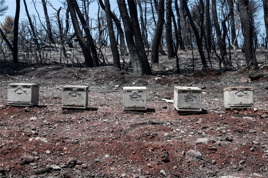 Εύβοια: Ασύλληπτη η καταστροφή που αφήνει πίσω της η φωτιά - Φωτογραφία 4
