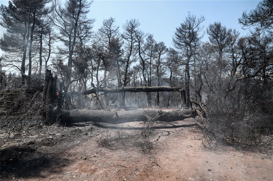 Εύβοια: Ασύλληπτη η καταστροφή που αφήνει πίσω της η φωτιά - Φωτογραφία 8