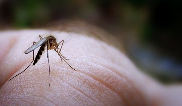 Ιός Δυτικού Νείλου: Ποιες είναι οι περιοχές με τα περισσότερα μολυσμένα κουνούπια - Φωτογραφία 1