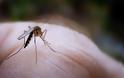 Ιός Δυτικού Νείλου: Ποιες είναι οι περιοχές με τα περισσότερα μολυσμένα κουνούπια