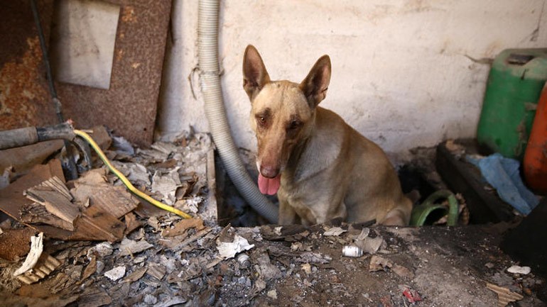 Η ηρωική σκυλίτσα-μάνα που έσωσε τα κουτάβια της στον Υμηττό - Φωτογραφία 2