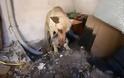 Η ηρωική σκυλίτσα-μάνα που έσωσε τα κουτάβια της στον Υμηττό - Φωτογραφία 1