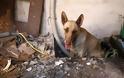 Η ηρωική σκυλίτσα-μάνα που έσωσε τα κουτάβια της στον Υμηττό - Φωτογραφία 2