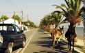 Νέα διεθνής κατακραυγή για κακοποίηση των γαϊδουριών στα ελληνικά νησιά