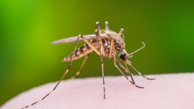 Οι δέκα λόγοι που τα κουνούπια επιλέγουν εσένα αντί των άλλων - Φωτογραφία 1