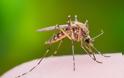 Οι δέκα λόγοι που τα κουνούπια επιλέγουν εσένα αντί των άλλων