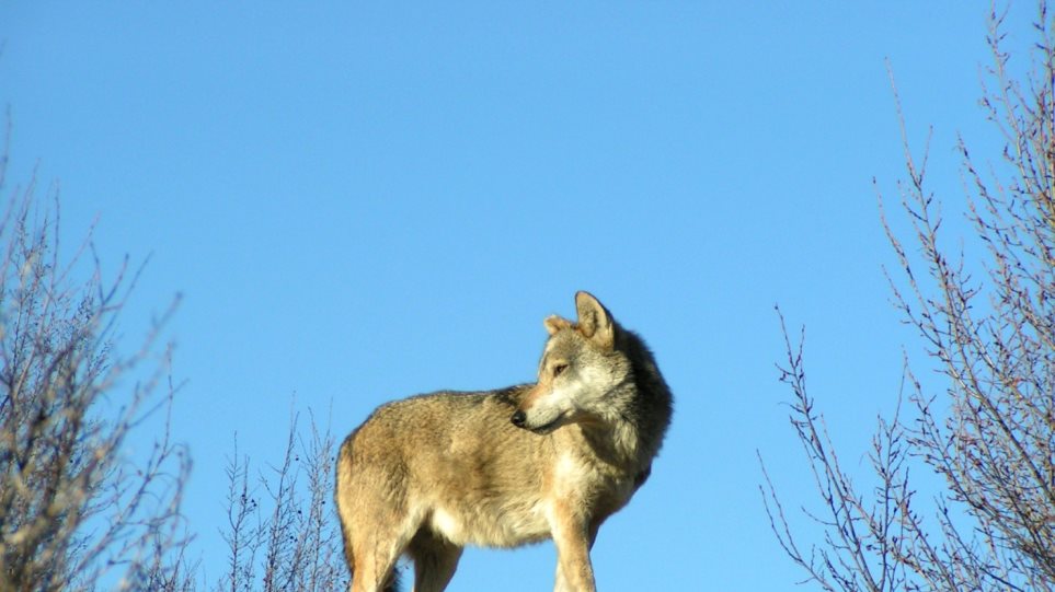 Μελέτη αποκαλύπτει ότι οι λύκοι της Πάρνηθας εξελίσσονται σε απειλή για τους πληθυσμούς ελαφιών - Φωτογραφία 1