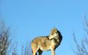 Μελέτη αποκαλύπτει ότι οι λύκοι της Πάρνηθας εξελίσσονται σε απειλή για τους πληθυσμούς ελαφιών
