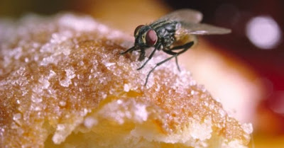 Τι συμβαίνει αν μια μύγα ακουμπήσει το φαγητό; - Κάνει να το φάμε; - Φωτογραφία 1