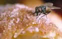 Τι συμβαίνει αν μια μύγα ακουμπήσει το φαγητό; - Κάνει να το φάμε;