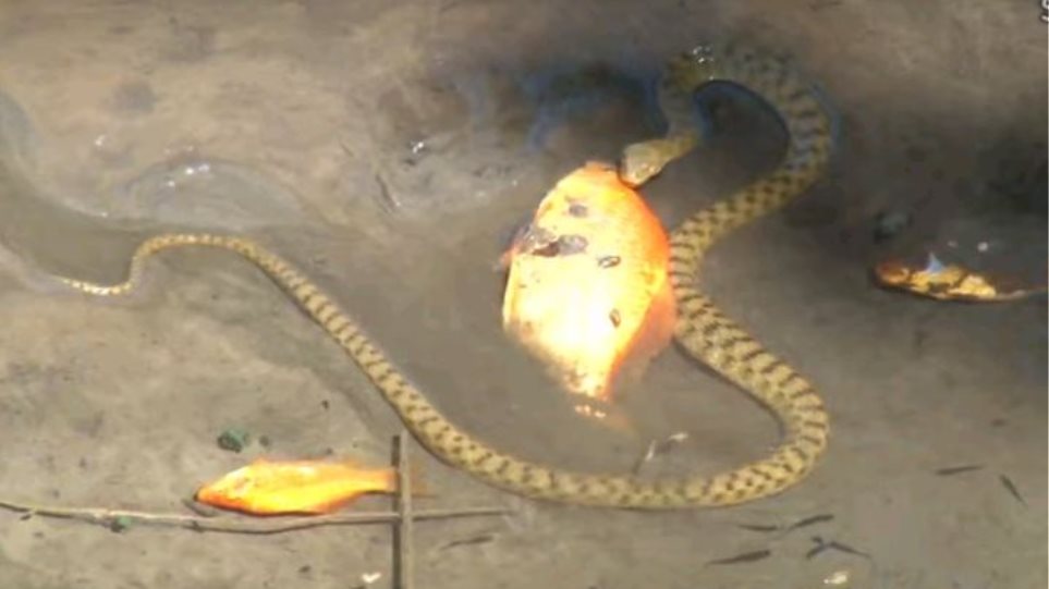 Απίστευτο βίντεο από το φράγμα Αποσελέμη: Φίδι τρώει χρυσόψαρο μέσα στο νερό! - Φωτογραφία 1