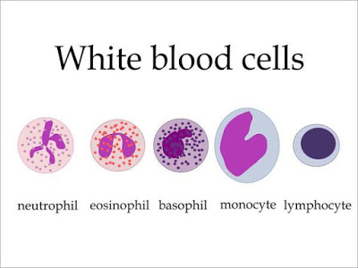 Λευκά αιμοσφαίρια στο αίμα. Λευκοπενία (χαμηλά) και Λευκοκυττάρωση (αυξημένα) - Φωτογραφία 3