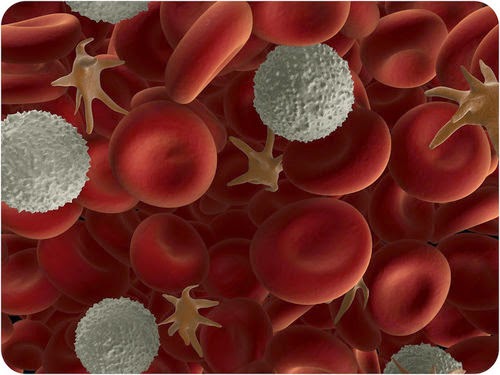 Λευκά αιμοσφαίρια στο αίμα. Λευκοπενία (χαμηλά) και Λευκοκυττάρωση (αυξημένα) - Φωτογραφία 4