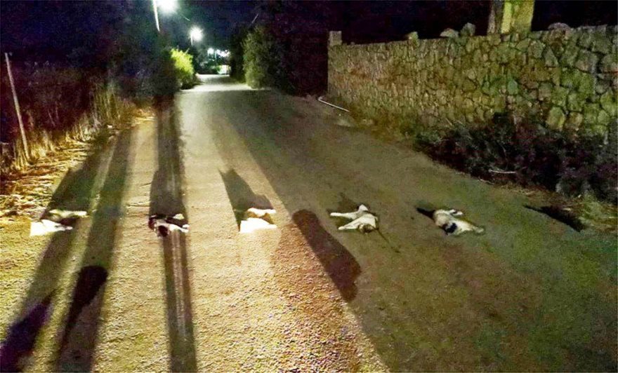 Βασάνισαν και σκότωσαν γάτες και τις έβαλαν στην μέση του δρόμου - Φωτογραφία 2