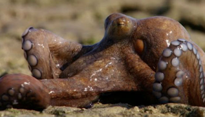 Βίντεο του BBC: Το τεράστιο χταπόδι που περπατάει και αναπνέει στην ξηρά !!! - Φωτογραφία 1