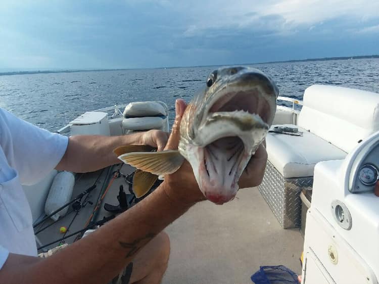 Μία γυναίκα έπιασε ένα ψάρι με δύο στόματα - Φωτογραφία 2
