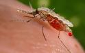 Συμπτώματα της λοίμωξης από ιό του Δυτικού Νείλου, που μεταδίδεται με τα κουνούπια; - Φωτογραφία 1