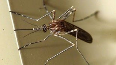 Στα μέτρα ατομικής προφύλαξης από τα κουνούπια εφιστά την προσοχή ο ΙΣΑ - Φωτογραφία 1
