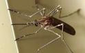 Στα μέτρα ατομικής προφύλαξης από τα κουνούπια εφιστά την προσοχή ο ΙΣΑ