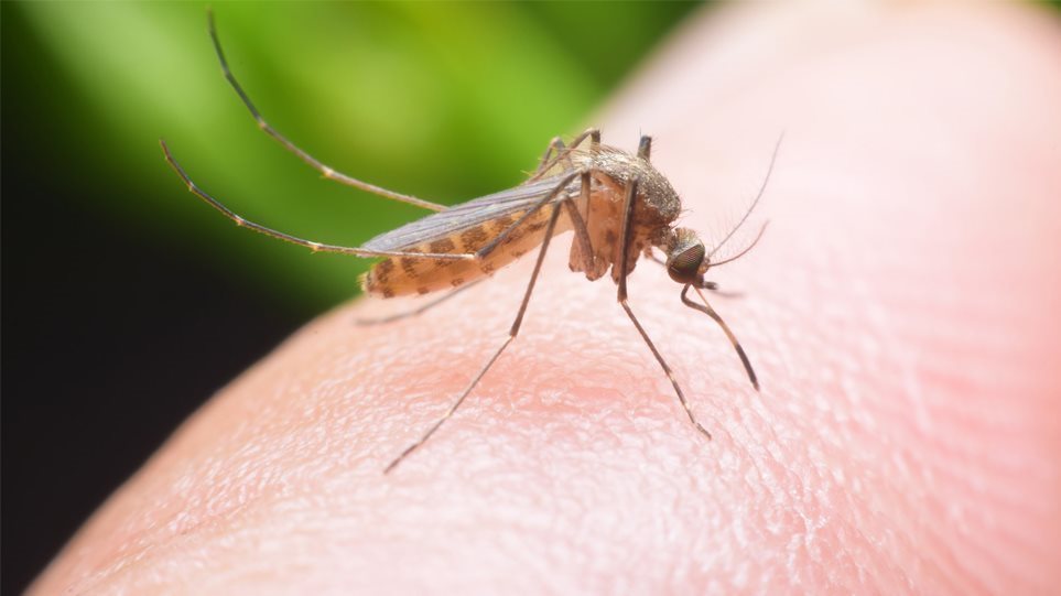 ΙΣΑ: Σημαντική η ατομική προφύλαξη για την προστασία από τα κουνούπια - Φωτογραφία 1