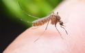ΙΣΑ: Σημαντική η ατομική προφύλαξη για την προστασία από τα κουνούπια