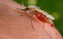 Συμπτώματα της λοίμωξης από ιό του Δυτικού Νείλου, που μεταδίδεται με τα κουνούπια