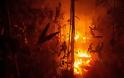 Πυρκαγιές στον Αμαζόνιο: Βασική αιτία η παγκόσμια 