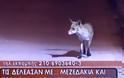 ΠΡΙΝ ΜΕΡΙΚΑ ΧΡΟΝΙΑ: Όταν οι αλεπούδες κρατούσαν συντροφιά σε υπαλλήλους στα ΔΙΟΔΙΑ ΑΚΤΙΟΥ - (video) - Φωτογραφία 3