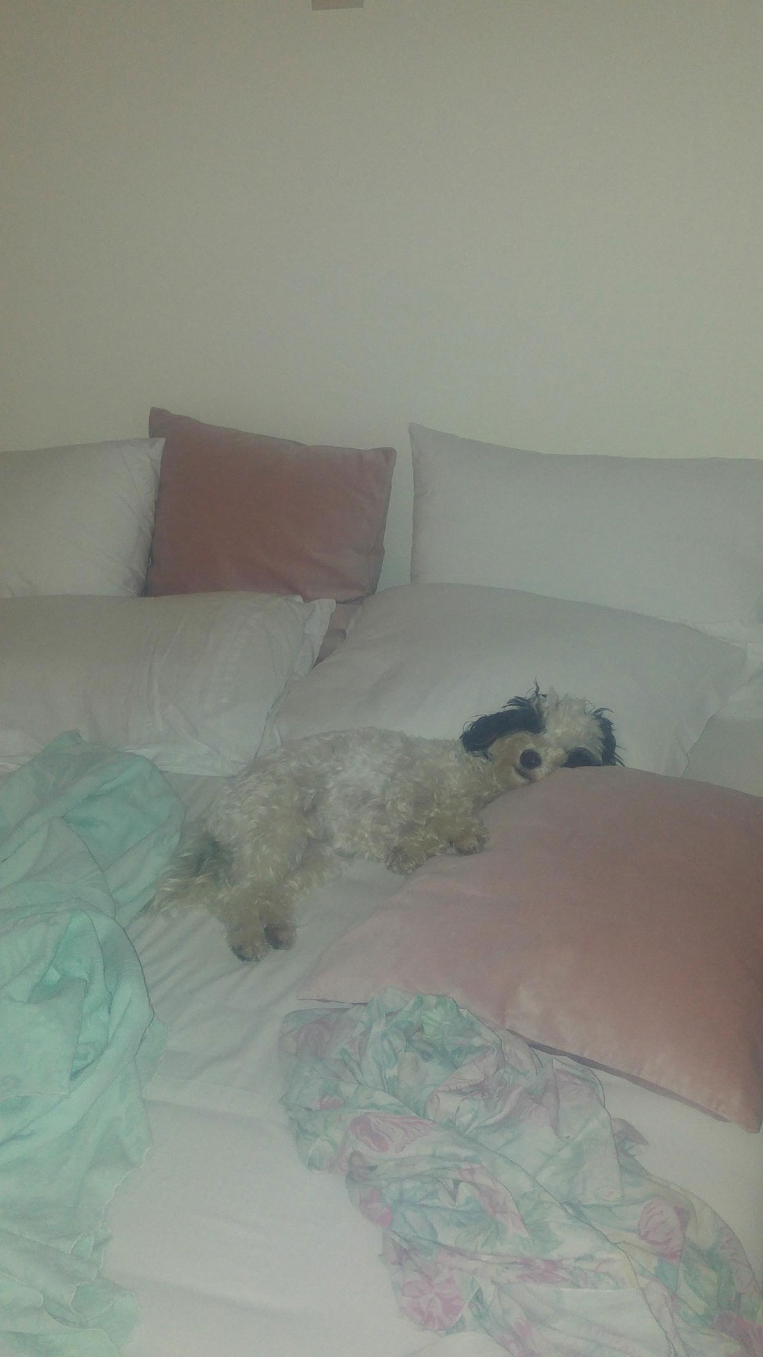 Σωστό ή λάθος να κοιμάμαι με τον σκύλο μου; - Φωτογραφία 3