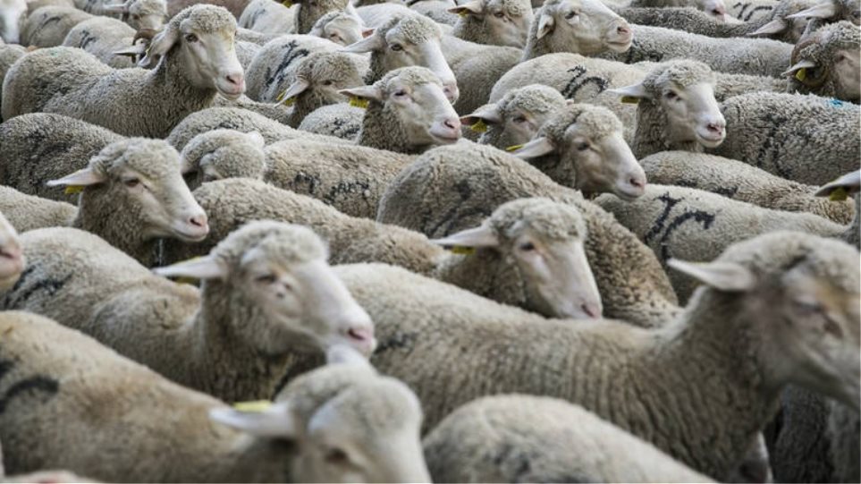Εδιμβούργο: Μεταλλαγμένα πρόβατα ανατράφηκαν για την καταπολέμηση της νόσου Μπάτεν - Φωτογραφία 1