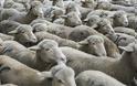Εδιμβούργο: Μεταλλαγμένα πρόβατα ανατράφηκαν για την καταπολέμηση της νόσου Μπάτεν