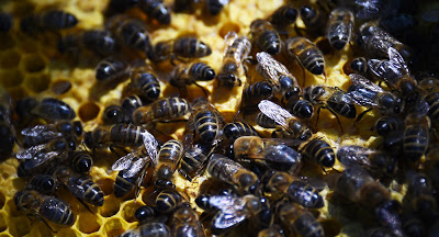 Μισό δισεκατομμύριο μέλισσες έχουν πεθάνει από φυτοφάρμακα στη Βραζιλία - Φωτογραφία 1