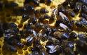 Μισό δισεκατομμύριο μέλισσες έχουν πεθάνει από φυτοφάρμακα στη Βραζιλία