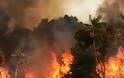 Η Apple δεσμεύεται να δωρίσει ένα ποσό για τις πυρκαγιές στον Αμαζόνιο - Φωτογραφία 3